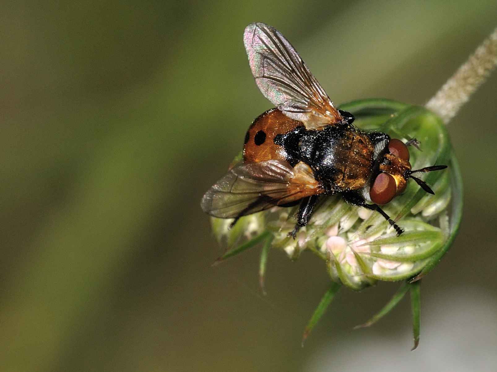 Tachinidae - Gymnosoma sp.